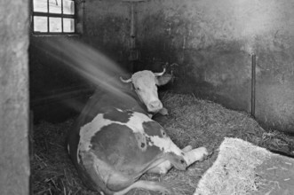 Cow in a small stable on straw, former Franconian farm, black and white, Bavaria, Germany