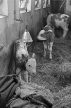 Calf tied in a corridor in a cowshed, Täuberhof, on a former Franconian farm, black and white,