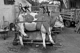 Tied cow on hoof cutting table, on a former Franconian farm, black and white, Bavaria, Germany