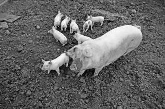 Muttersau Sus Scrofa Domestica) with nine piglets in the outlet, black and white, Othenstorf,
