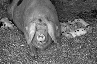 Mother sow with piglets on a farm, black and white, Netherseal, South Derbyshire, England, Great