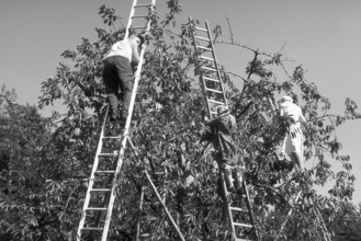 Farmers and assistants on ladders picking cherries, black and white, Bavaria, Germany