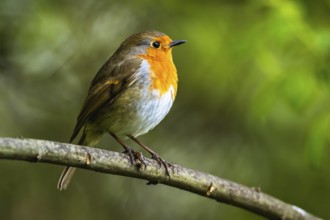European Robinin in his environment. His Latin name is Erithacus rubecula
