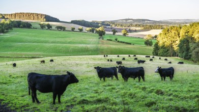 Bulls and Cows on Scottish Borders Farms, Scotland, UK