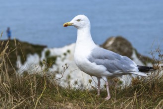 Herring Gull, Sea Gull, Gulls on Dorset cliff, England, United Kingdom