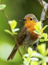 European Robinin in his environment. His Latin name is Erithacus rubecula