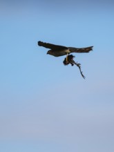 Eurasian Sparrowhawk, Accipiter nisus with prey