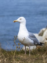 Herring Gull, Sea Gull, Gulls on Dorset cliff, England, United Kingdom