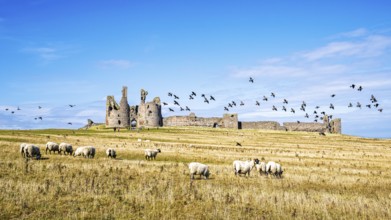 Sheeps around Ruins of Dunstanburgh Castle, Northumberland Coast, England, UK