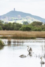 Mute Swan, Cygnus olor with Glastonbury Tor in background, Glastonbury, Somerset, England, United