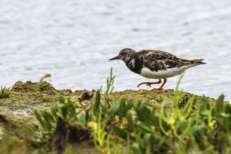 Ruddy Turnstone, Arenaria interpres, United Kingdom