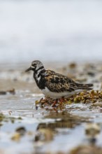 Ruddy Turnstone, Arenaria interpres, United Kingdom