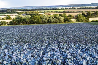 Red Cabbage on Scottish fields, Southeast Scotland, UK