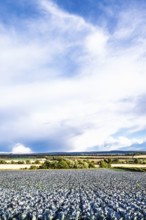 Red Cabbage on Scottish fields, Southeast Scotland, UK