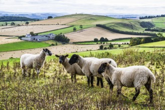Sheeps, Scotish fields and farms, Southeast Scotland, UK