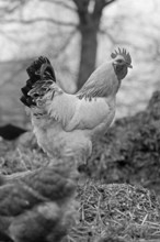 Rooster on a manure heap on a farm, black and white, Middle Franconia, Bavaria, Germany