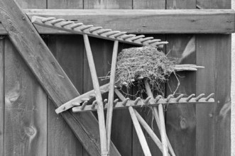 Blackbird nest on a hayrake at a stable door, on a former Franconian farm, black and white,