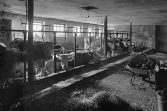 Dairy cows in a cowshed in tethering, on a former Franconian farm, black and white, Bavaria,