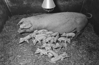 Mother sow with 15 piglets on straw, former Franconian farm, black and white, Bavaria, Germany