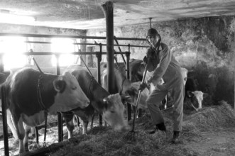 Helper feeding in a cowshed, on a former Franconian farm, black and white, Bavaria, Germany