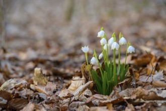 Early-flowering spring geophytes in a beech forest, Münsterland, North Rhine-Westphalia, Germany