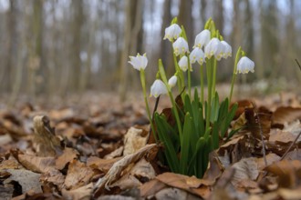 Early-flowering spring geophytes in a beech forest, A group of spring snowflakes growing in the