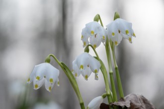 Spring-flowering spring geophytes in a beech forest, close-up of white spring snowflakes with
