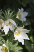 Pasque flower, Pasque flower, Pasque flower, Common pasque flower, Common pasque flower, Common