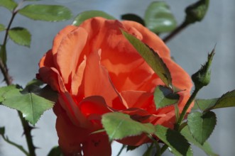 Rose, China rose (Rosa chinensis)