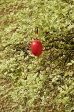 Still life with Easter egg in the garden on a tree, Germany