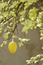 Still life with Easter egg, Germany