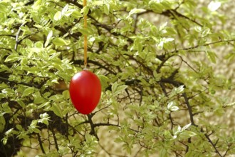 Still life with Easter egg on a tree, Germany