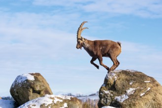 A male ibex (Capra ibex) jumps from rock to rock. Morning light against a blue sky with clouds.