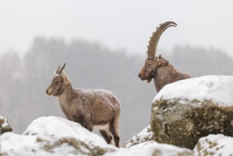A male and a female ibex (Capra ibex) stand on a rock in the snowstorm. A forest can be seen dimly
