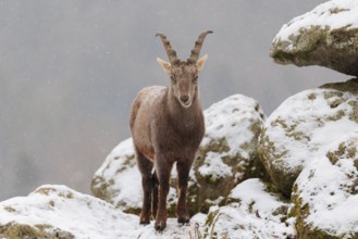 A female ibex (Capra ibex) stands between rocks in the snowstorm. A forest can be seen dimly in the