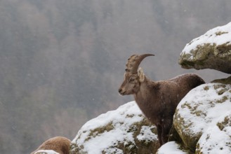 A young female ibex (Capra ibex) stands between rocks in the snowstorm. A forest can be seen dimly