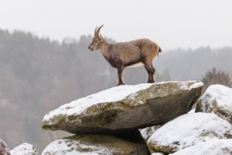 A female ibex (Capra ibex) stands on a rock in the snowstorm. A forest can be seen dimly in the