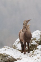 A female ibex (Capra ibex) stands between rocks in the snowstorm. A forest can be seen dimly in the