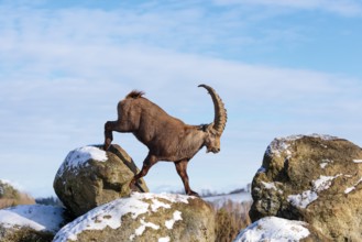 A young female ibex (Capra ibex) runs from rock to rock. Morning light against a blue sky with