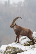 A male ibex (Capra ibex) stands on a rock in the snowstorm. A forest can be seen dimly in the