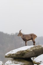 A female ibex (Capra ibex) stands on a rock in the snowstorm. A forest can be seen dimly in the