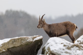 A young female ibex (Capra ibex) stands on a rock in the snowstorm. A forest can be seen dimly in