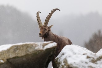A male ibex (Capra ibex) stands between rocks in the snowstorm. A forest can be seen dimly in the