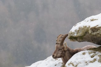A young female ibex (Capra ibex) rests between rocks in the snowstorm. A forest can be seen dimly