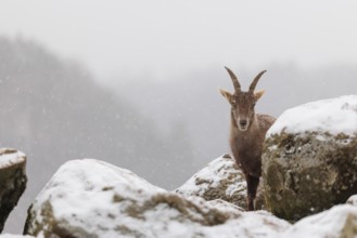 A female ibex (Capra ibex) stands between rocks in the snowstorm. A forest can be seen dimly in the
