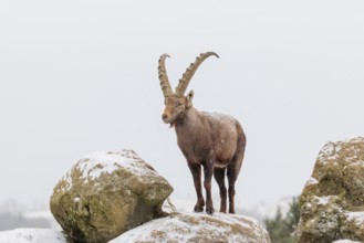 A male ibex (Capra ibex) stands on a rock in the snowstorm. A forest can be seen dimly in the