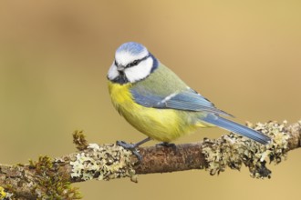 Blue tit (Parus caeruleus), sitting on a branch overgrown with moss and lichen, Wildlife, Animals,