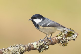 Fir tit (Periparus ater), sitting on a branch overgrown with moss and lichen, Wildlife, Animals,