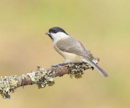 Marsh tit (Parus palustris), sitting on a branch overgrown with moss and lichen, Wildlife, Animals,
