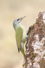 Grey-headed woodpecker (Picus canus), or lesser spotted woodpecker, female on a birch tree,